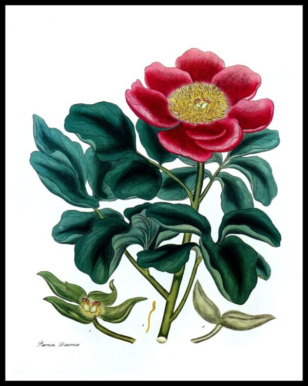 ALP F12081 Paeonia Daurica (Antique Prints)